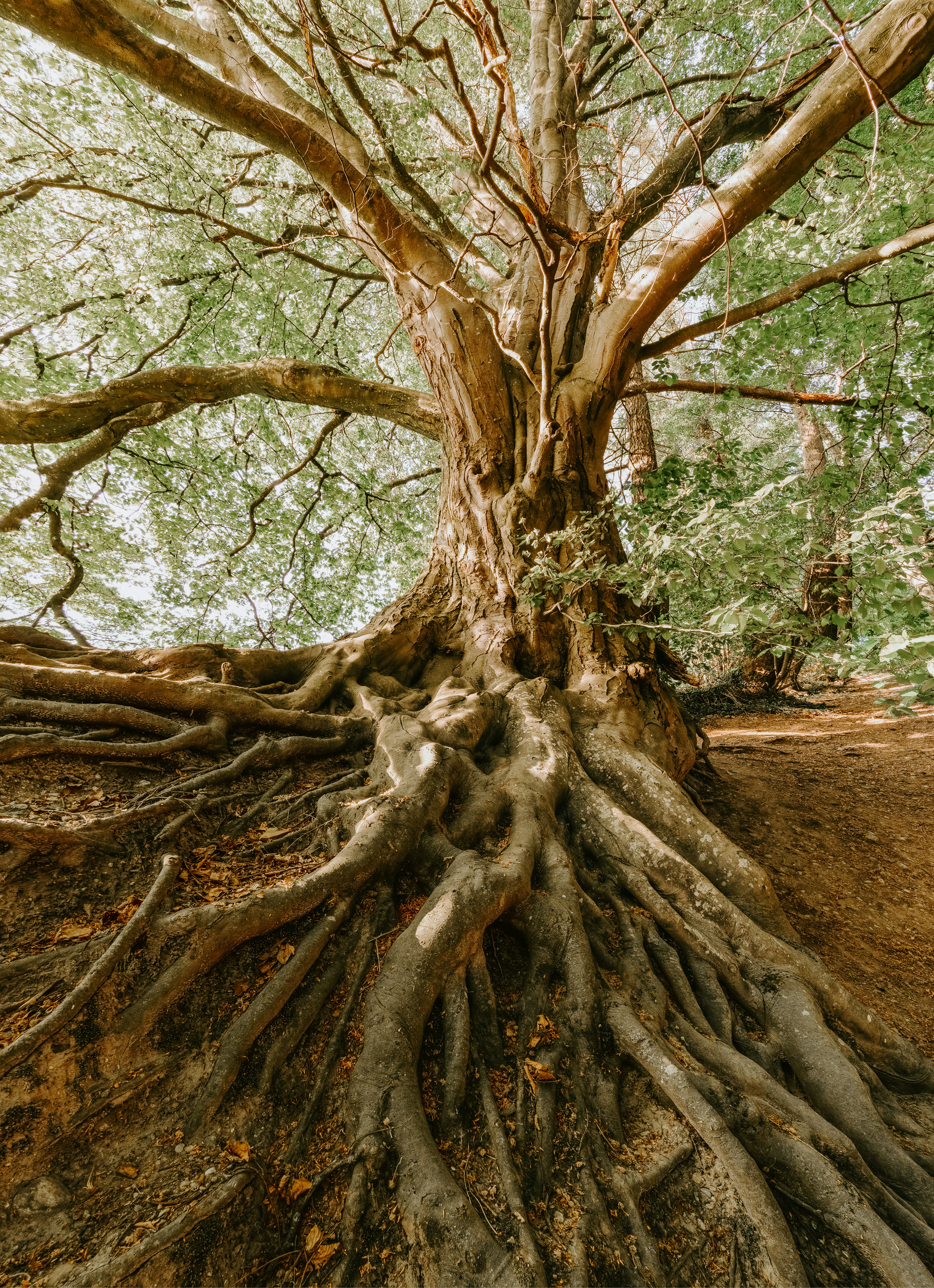 Why I Created The Rooted Vitality Method